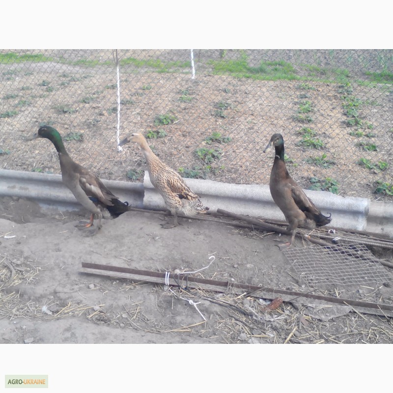 Фото 2. Продам інкубаційне яйце качки Індійський Бігунок