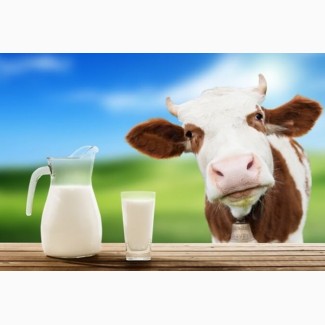 Куплю коровье молоко оптом от 50 литров