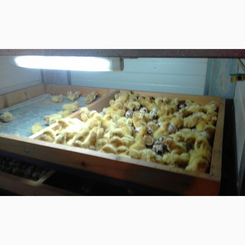 Фото 2. Инкубационные яйца перепелов. Эстонцы, Техасцы