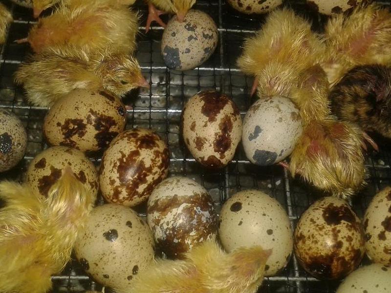 Фото 3. Инкубационные яйца перепелов. Эстонцы, Техасцы
