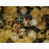 Инкубационные яйца перепелов. Эстонцы, Техасцы