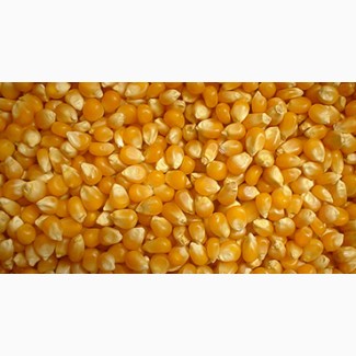 Продам фуражную кукурузу 2 класса на экспорт