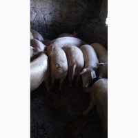 Терміново продам свиней живою вагою