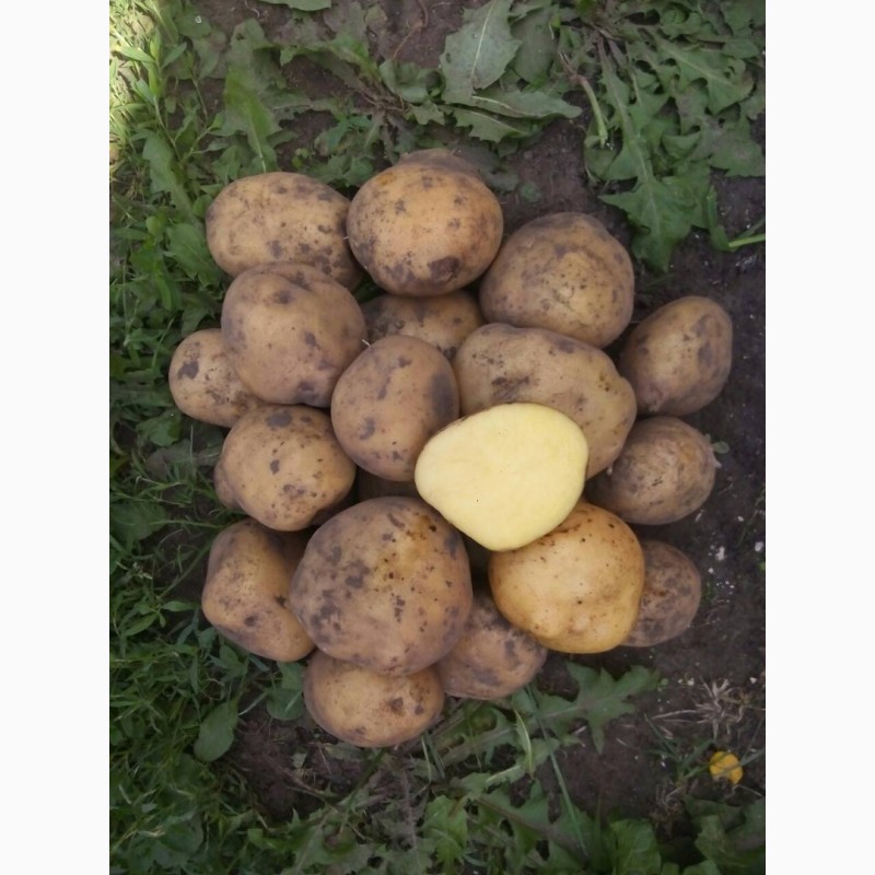 Фото 3. Продам товарну картоплю