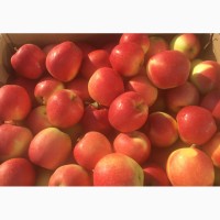 Пропоную яблука: Гала, врожай 2018