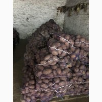 Картофель оптом белых и красный сортов от производителя ФХ БОРОДЮК