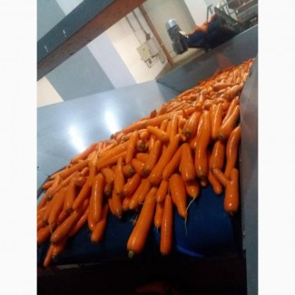 Услуга мойки моркови