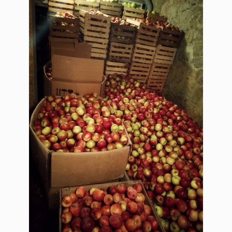 Продам яблука Айдарет Голден Лігол Семеренко Флоріна в Немирові