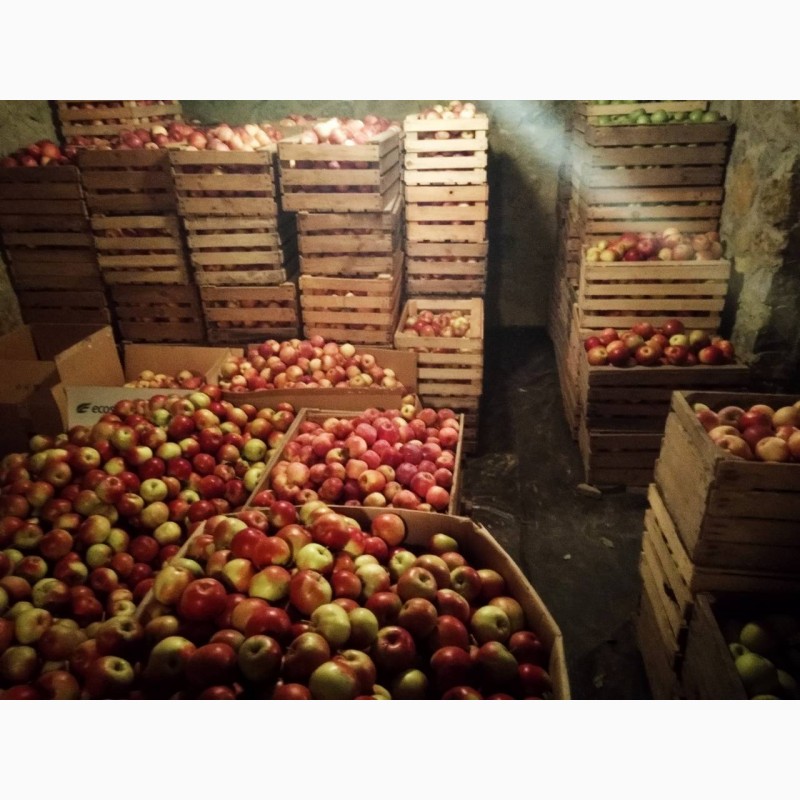 Фото 2. Продам яблука Айдарет Голден Лігол Семеренко Флоріна в Немирові