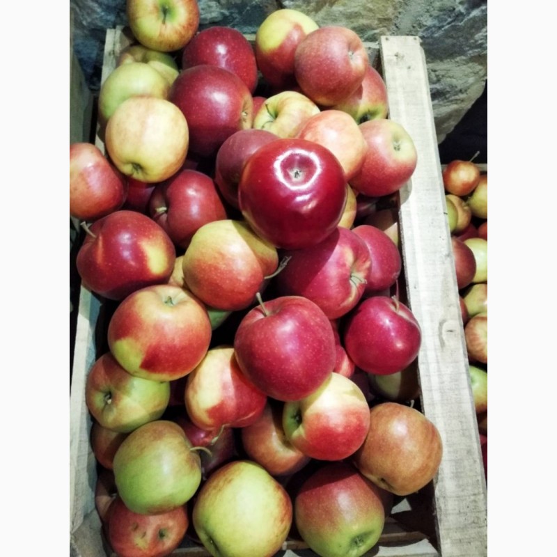 Фото 3. Продам яблука Айдарет Голден Лігол Семеренко Флоріна в Немирові