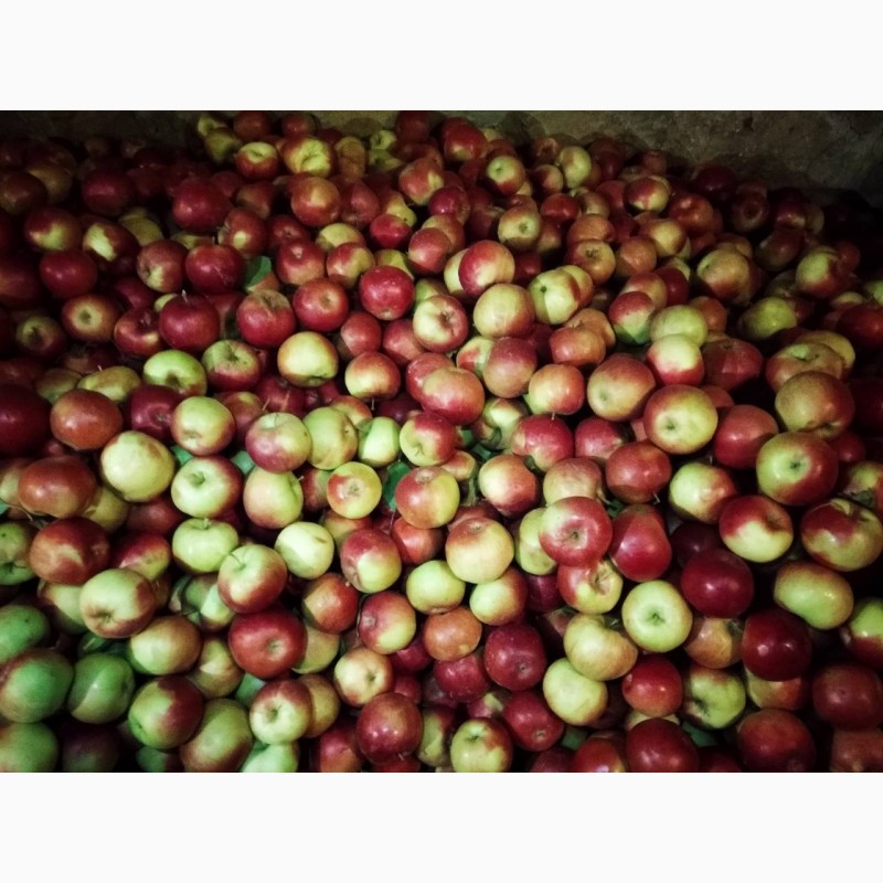 Фото 4. Продам яблука Айдарет Голден Лігол Семеренко Флоріна в Немирові