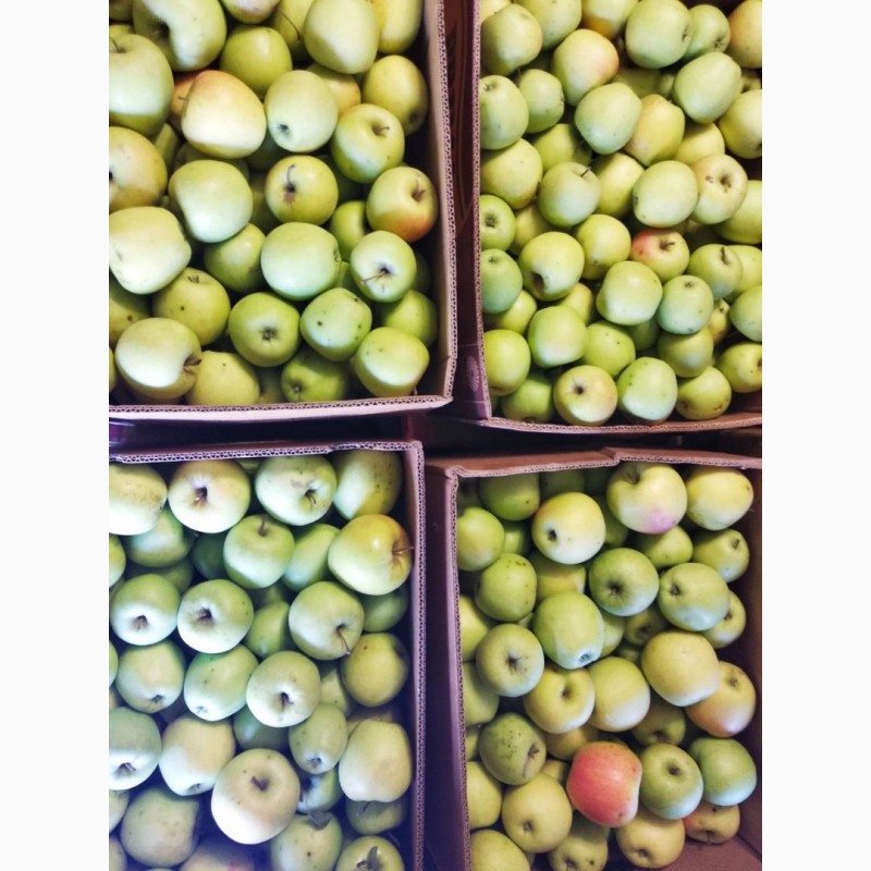 Фото 5. Продам яблука Айдарет Голден Лігол Семеренко Флоріна в Немирові