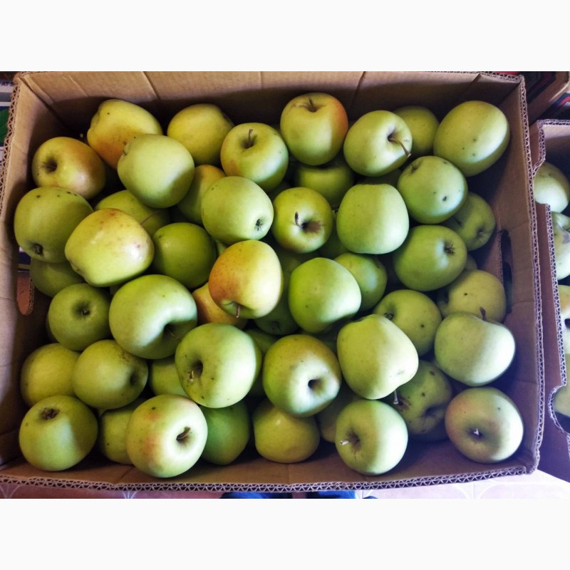 Фото 6. Продам яблука Айдарет Голден Лігол Семеренко Флоріна в Немирові