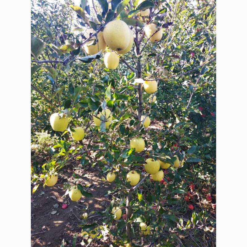 Фото 7. Продам яблука Айдарет Голден Лігол Семеренко Флоріна в Немирові