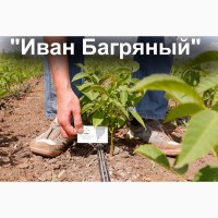 Грецкий орех Иван Багряный семена(10 шт калибр 30-40мм)на саженцы насіння на саджанці