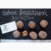 Грецкий орех Иван Багряный семена(10 шт калибр 30-40мм)на саженцы насіння на саджанці