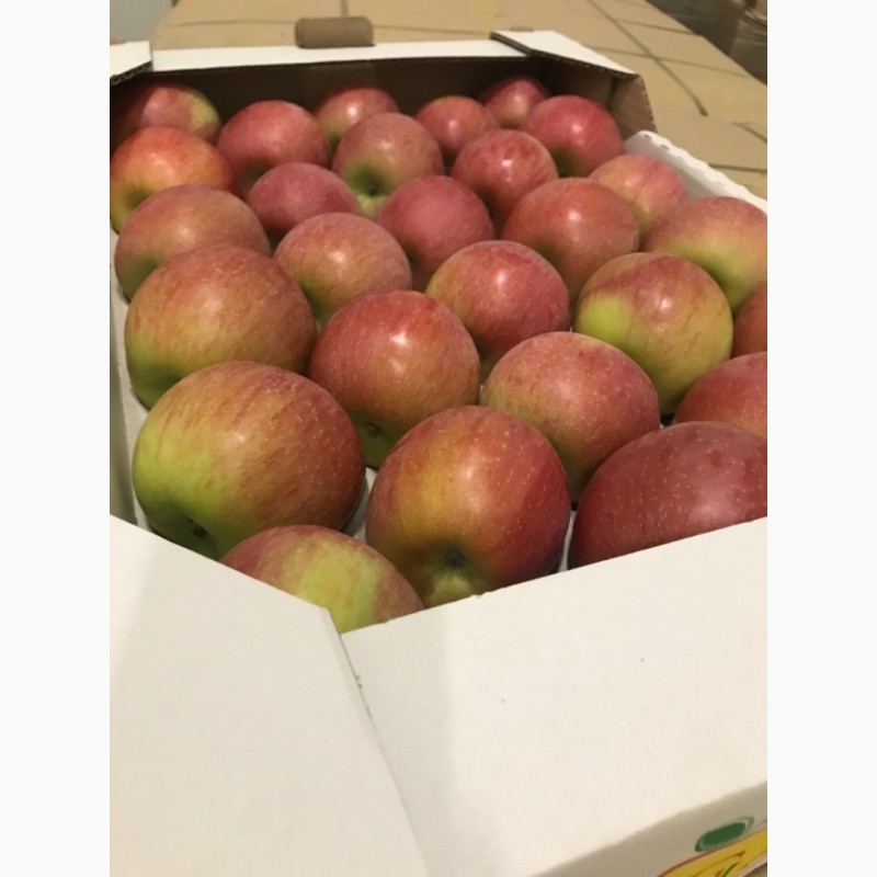 Фото 6. Продам яблуко: Грені Сміт, Голден Делішес, Фуджі, Ред Чіф