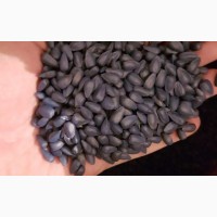 Продам СРОЧНО Семена подcолнечника CRESTON FS 799 канадский трансгенный гибрид