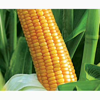 Насіння кукурудзи ЛГ 3285 / LG 32.85 (ФАО – 270) від АС