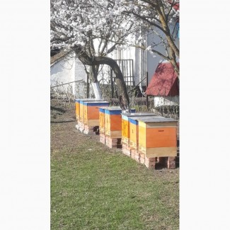 Продам бджолосімї на українській рамці