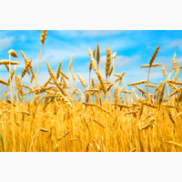 Купим пшеницу продовольственную и фуражную.Возможен самовывоз