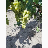 Виноград столовый