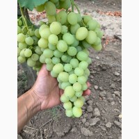 Виноград столовый