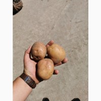 Продам картофель с песка Белороса, Лабела, Гранада, Пикассо без проблем, болезней, калибр5