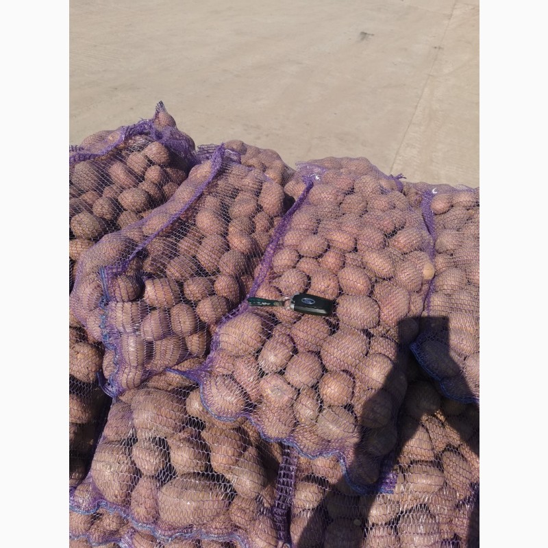 Фото 14. Продам картофель с песка Белороса, Лабела, Гранада, Пикассо без проблем, болезней, калибр5
