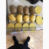 Продам картофель в РБ