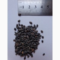 Семена Сосна жёсткая, красная, порослевая (40шт – 15грн)