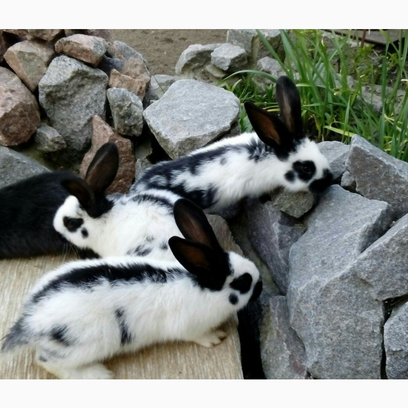 Фото 7. Продам кроликов
