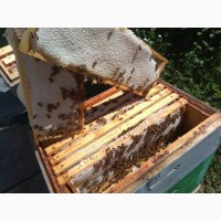Пчеломатки Говерла Вучковские чистопородные карпатка