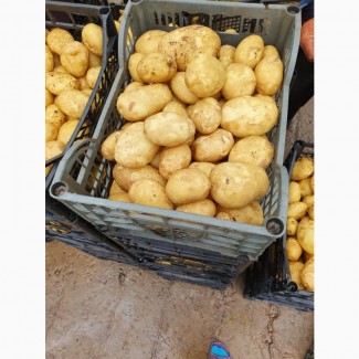Продам молодой картофель с поля