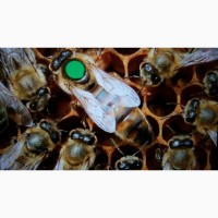 Пчеломатки украинская степная племзавод