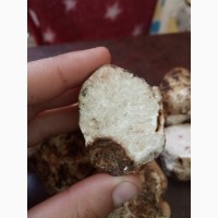 Продам гриби Білий Трюфель