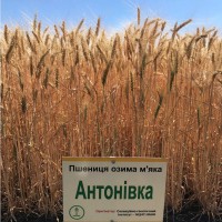 Семена пшеницы Антоновка 1 репрод/элита