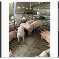 Заготівля свиней