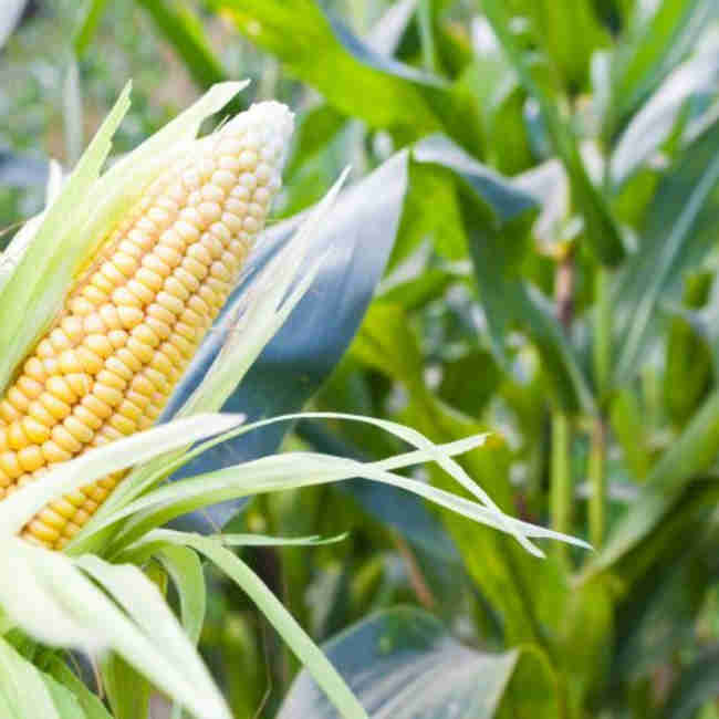 Фото 2. Семена кукурузы Гунор, ФАО 350