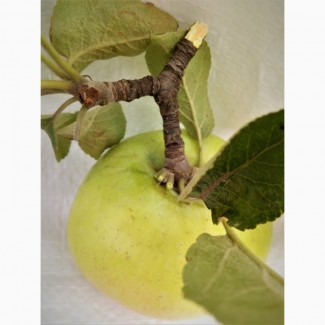 Яблочные пищевые волокна в порошке яблочный порошок