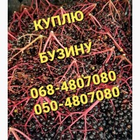 Куплю свежую бузину Самовывоз (ягоды в гроздьях) Харьков Суммы