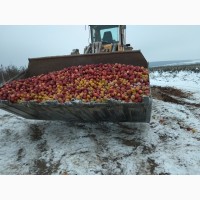 Яблоки на переробку на сік