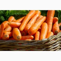 Selling and Marketable Свежая морковь оптом ++4536988715