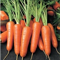 Морковь от с поля