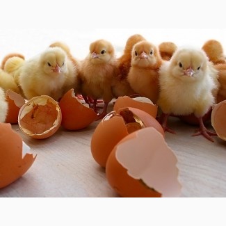 Продам куриное инкубационное яйцо Фокси Чик