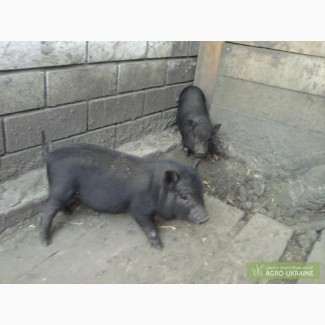 Вєтнамські свині