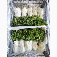 Продам салат Айсберг экспортного качества оптом из Турции