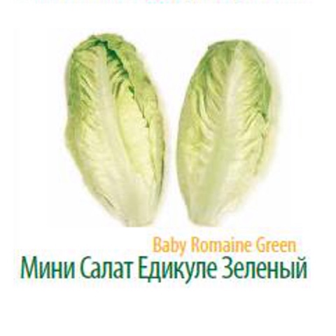 Фото 12. Продам салат Айсберг экспортного качества оптом из Турции