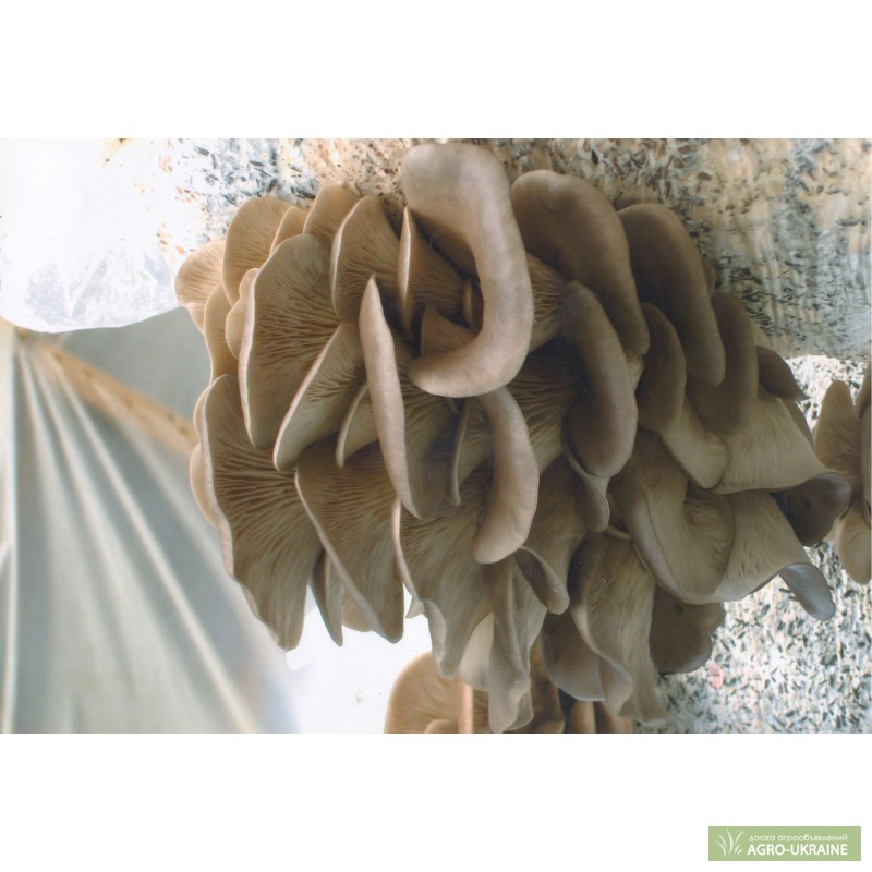 Фото 3. Выпускаем и реализуем высококачественный мицелий, грибы вешенки и шиитаке