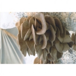 Выпускаем и реализуем высококачественный мицелий, грибы вешенки и шиитаке
